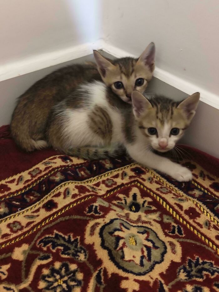 Two adorable kittens cuddling on a patterned rug, showcasing cute and lovable animals that lift your spirits.