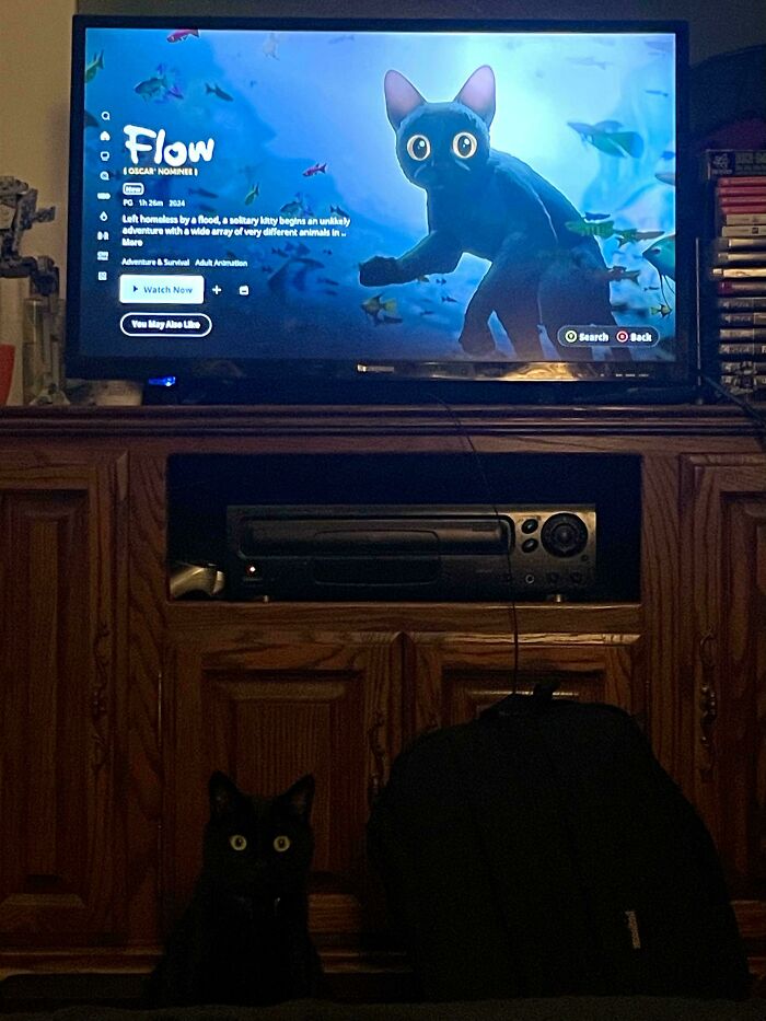 Black cat sitting in front of a TV screen showing an animated animal, capturing adorable animal moments to lift spirits.