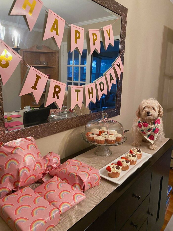 Small dog wearing a strawberry bandana sitting by birthday cupcakes and presents in a decorated room with animals theme.