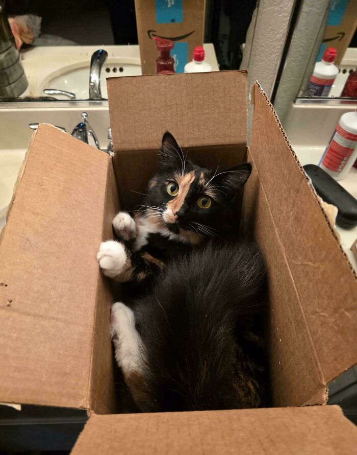Calico cat curled up inside a cardboard box on a bathroom counter, an adorable picture of animals.