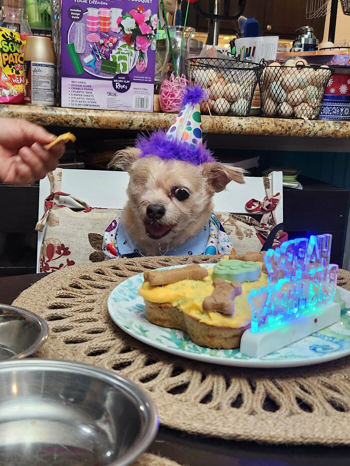 Small adorable dog wearing a party hat and bib sitting at a table with a birthday cake and treats to lift your spirits.