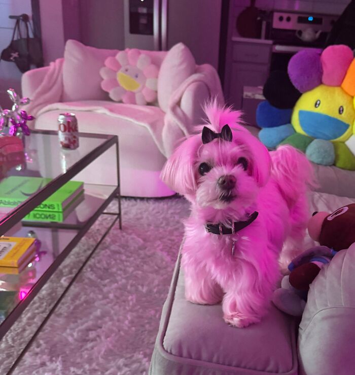 Small white dog with a bow on its head standing on a couch in a colorful, cozy living room with plush toys.