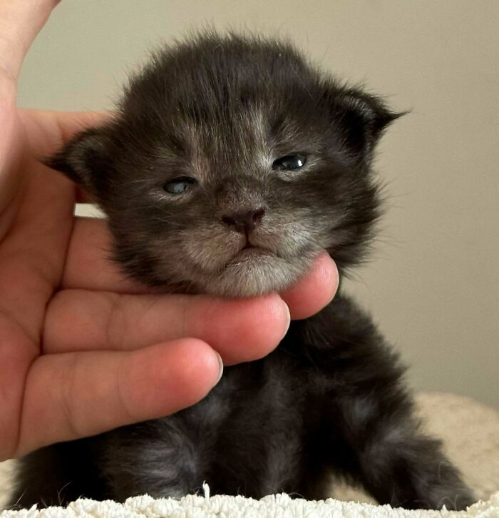 Newborn black and gray kitten held gently by hand, one of the adorable pictures of animals sure to lift your spirits.