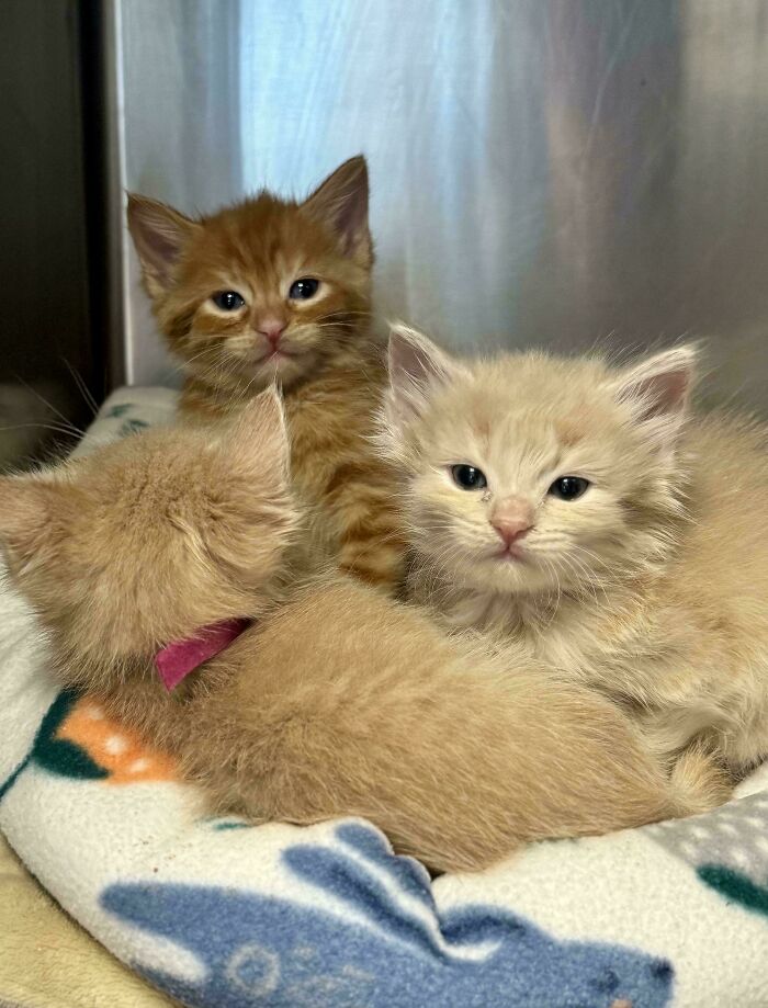 Three adorable kittens resting together on a soft blanket, showcasing charming and lovable animals to lift your spirits.