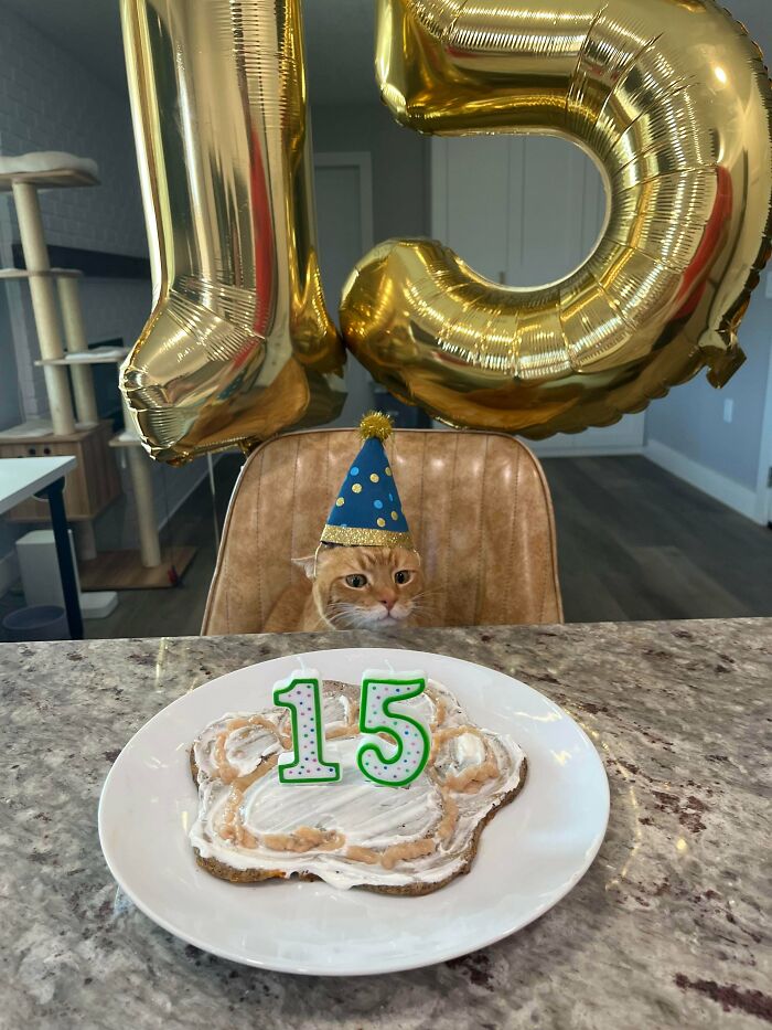 Orange cat wearing a party hat celebrating with a paw-shaped birthday cake and gold number 15 balloons, adorable animal photo.