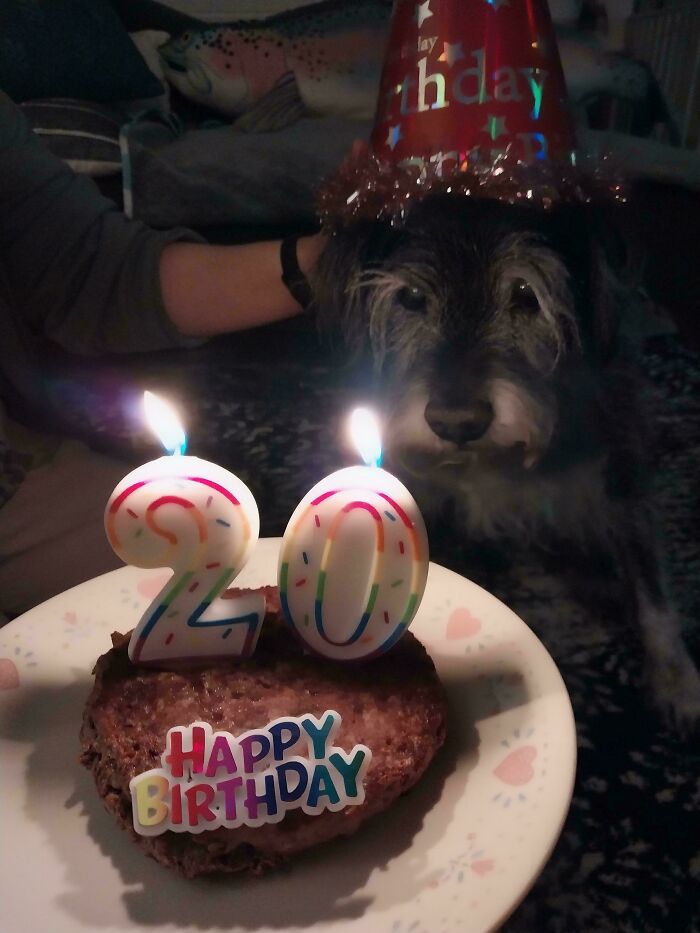Dog wearing a birthday hat next to a heart-shaped cake with candles, an adorable picture that lifts your spirits.