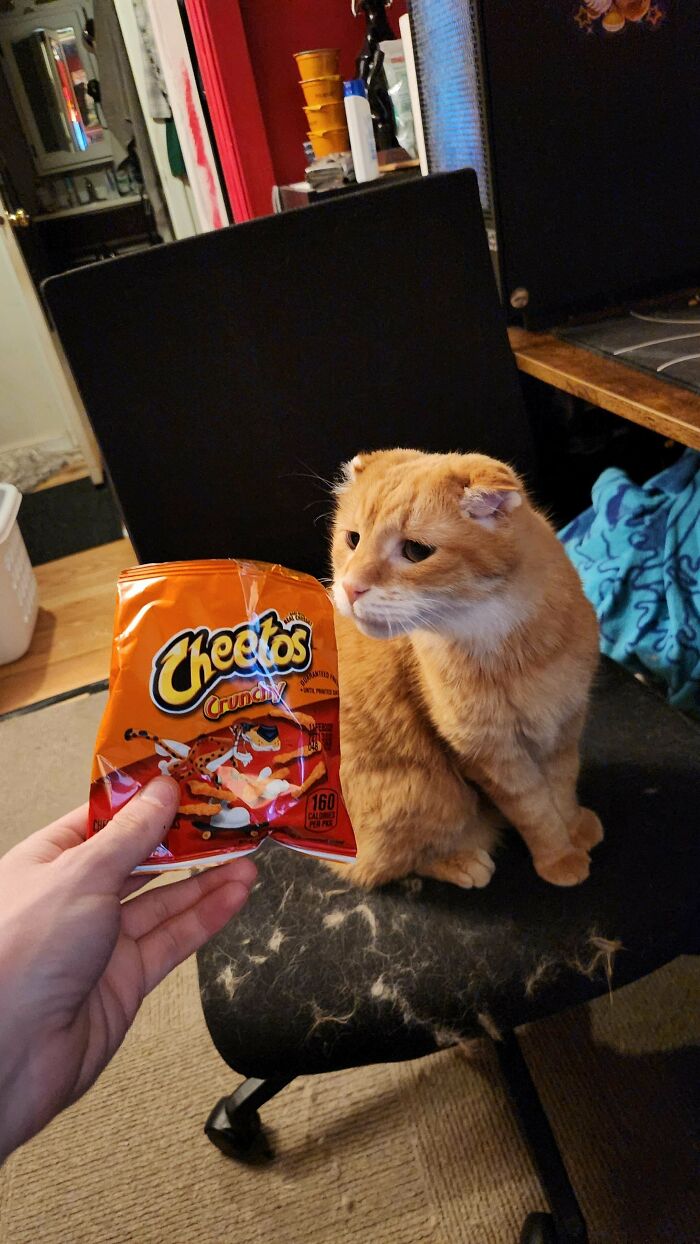 Orange cat sitting on a chair covered in fur while a hand holds a small bag of Cheetos crunchy snacks nearby.