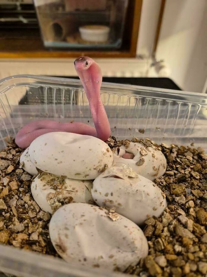 Newly hatched pink snake emerging from eggs in a clear plastic container with soil, an adorable animal picture.