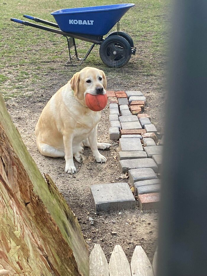 Adorable dog holding an orange ball in its mouth sitting near bricks and a blue wheelbarrow outdoors.