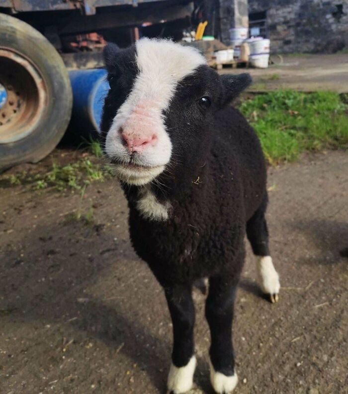 Adorable black and white lamb standing outdoors on a farm, one of the cutest pictures of animals to lift your spirits.