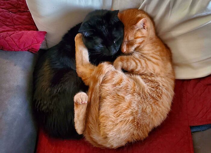 Two adorable cats, one black and one orange, cuddling closely on a cozy red and white blanket.