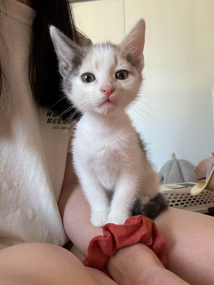Adorable kitten sitting calmly on a person's arm indoors, showcasing cute animal charm to lift your spirits.