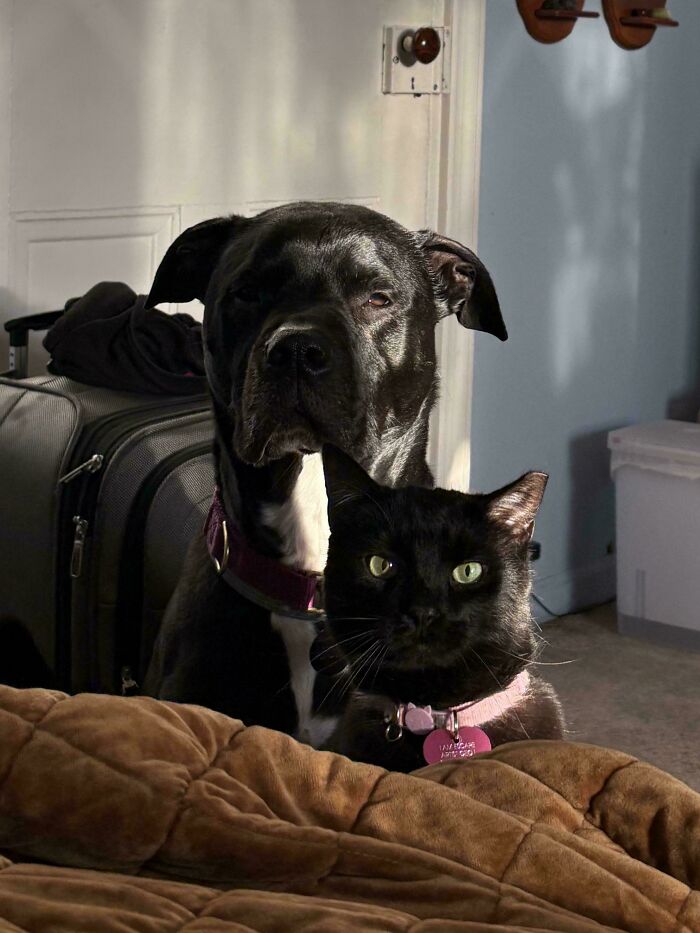Black dog and black cat sitting closely together indoors in an adorable animal picture that lifts spirits.
