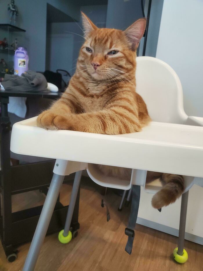 Ginger tabby cat lounging in a high chair, showcasing one of the adorable pictures of animals sure to lift your spirits.