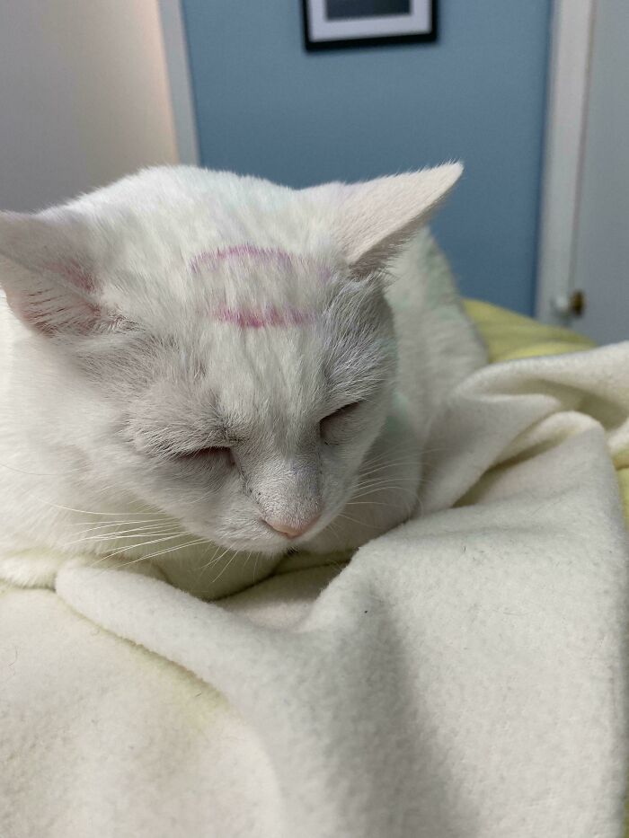White cat resting on a blanket with a faint lipstick mark on its forehead in an adorable animal picture.