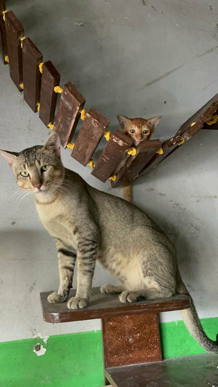 Two adorable cats interacting near a wooden bridge in an indoor setting, showcasing cute animal moments.