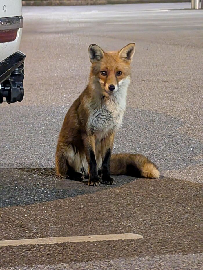 Adorable fox sitting on a paved road at night, one of the adorable pictures of animals sure to lift your spirits.