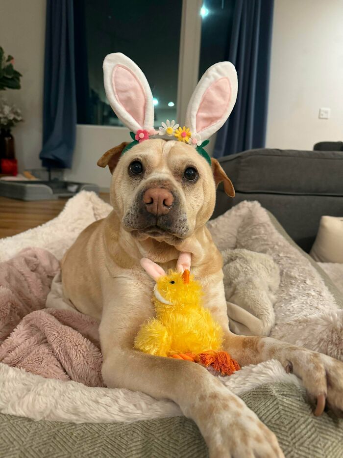 Adorable dog wearing bunny ears and holding a yellow plush chick, one of the cutest pictures of animals to lift your spirits