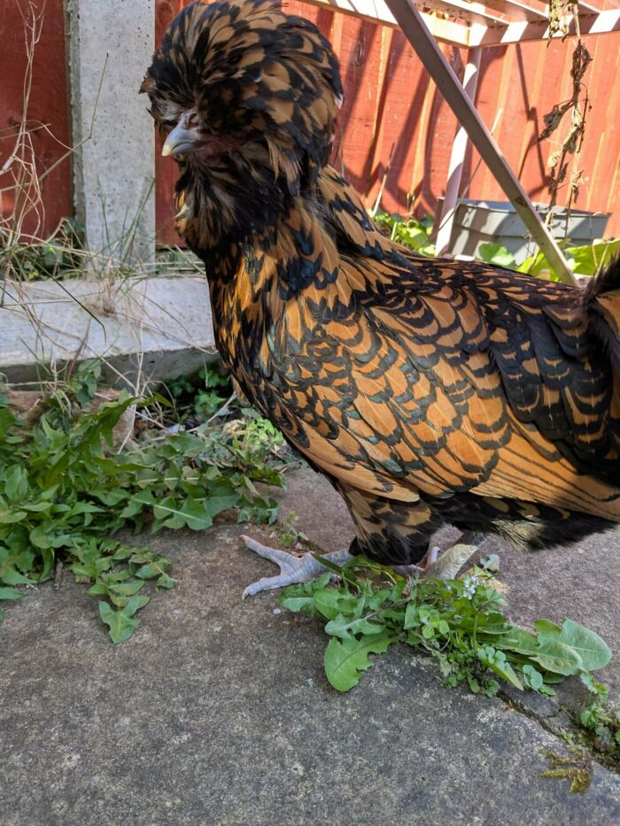 Polish chicken with intricate black and brown feathers standing on a concrete surface surrounded by greenery.