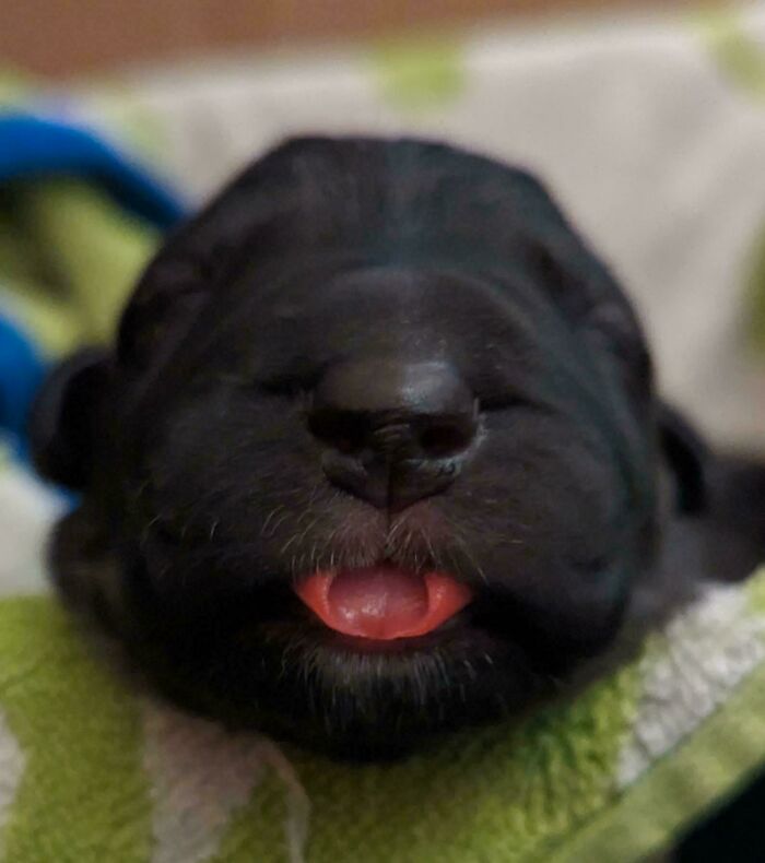 Close-up of an adorable black puppy with its tongue slightly out, one of the cutest animal pictures guaranteed to lift your spirits.