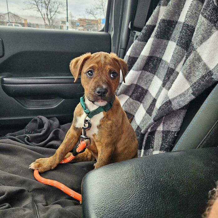 Adorable puppy sitting on a car seat with a green collar and orange leash, one of many animals sure to lift spirits.