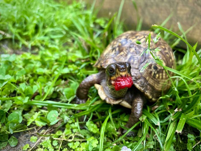 Small turtle with a patterned shell eating a red berry while crawling through lush green grass and clover leaves.