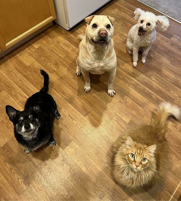 Four adorable animals including three dogs and one fluffy cat sitting on a wooden floor looking up, cute pets photo.