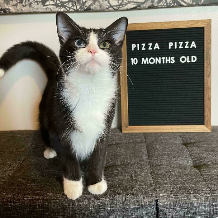 Black and white kitten with heterochromia standing on a couch next to a sign showing 10 months old, adorable animal picture.