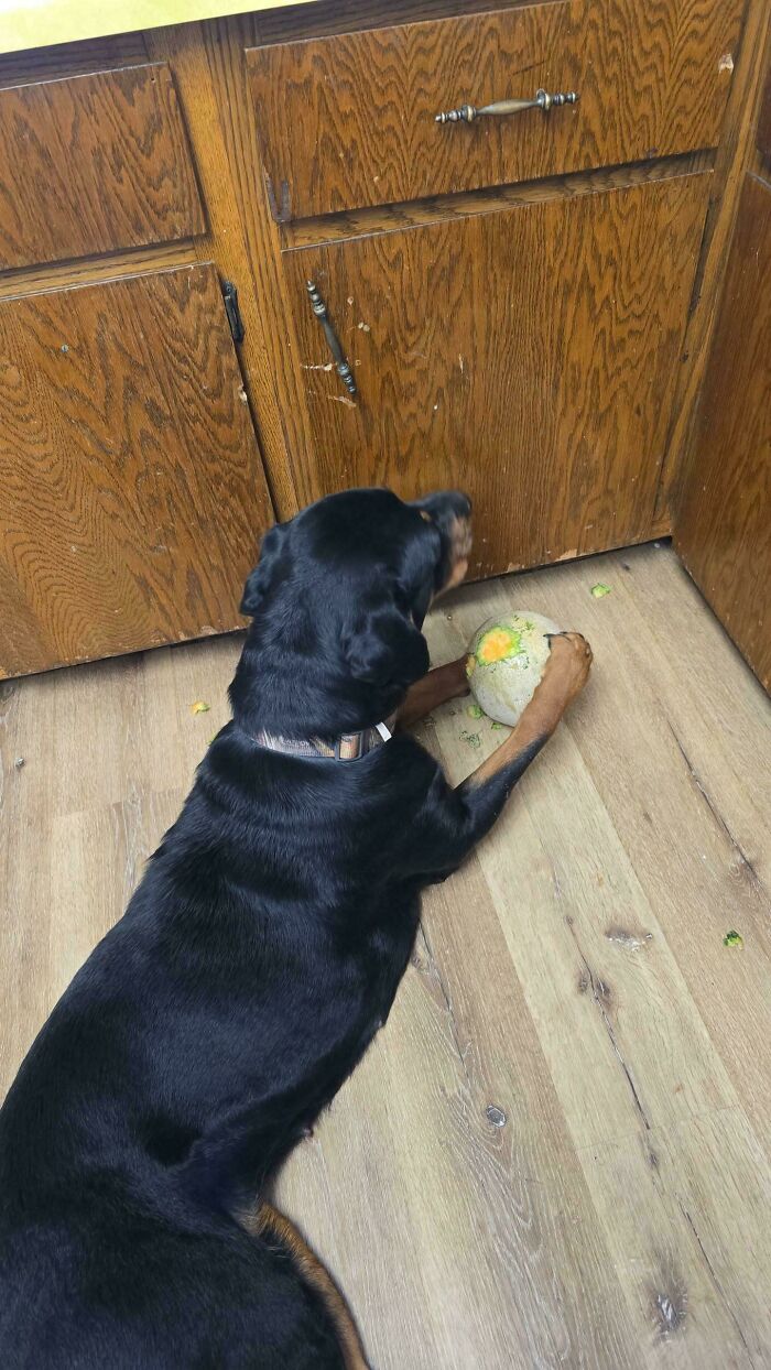 Black dog lying on wooden floor playing with a partially eaten ball near wooden kitchen cabinets, adorable animal picture.