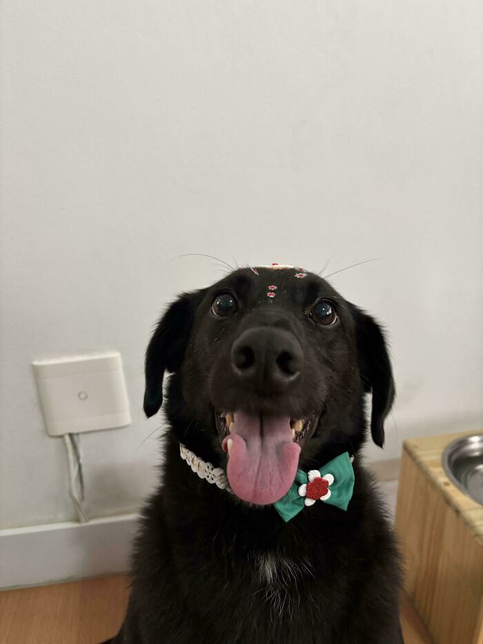 Happy black dog with tongue out wearing flower collar and bow tie in an adorable picture of animals to lift your spirits.