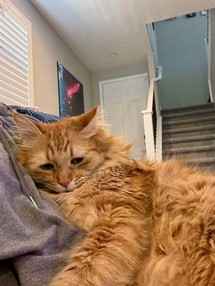 Fluffy orange cat resting on a person's chest indoors, one of the adorable pictures of animals to lift your spirits.