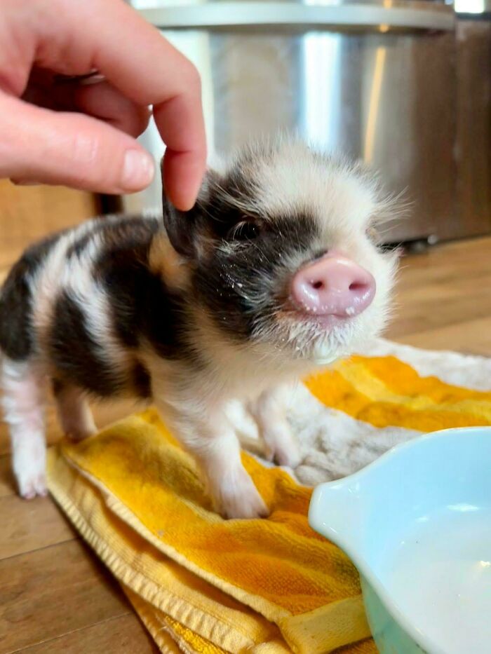 Adorable tiny piglet being gently petted on the ear, standing on a colorful towel near a white bowl indoors.