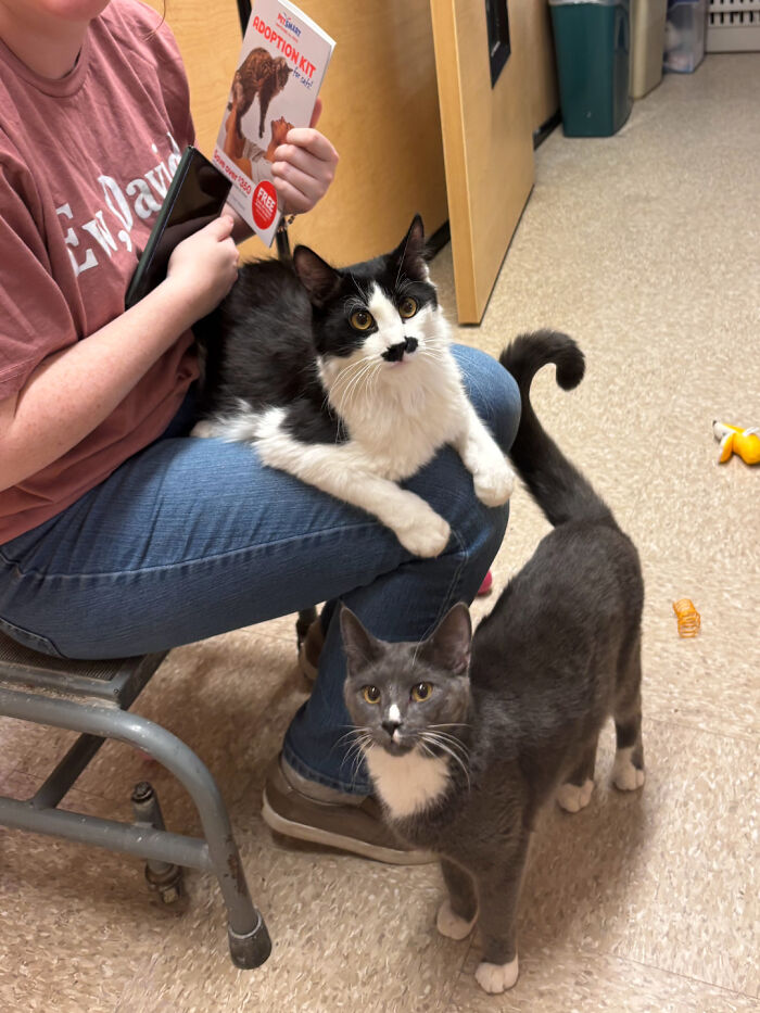 Two adorable cats interacting with a person in an indoor setting, showcasing lovable animal moments to lift spirits.