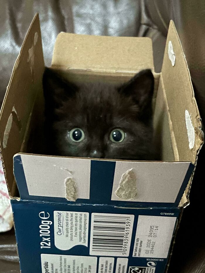 Black kitten with wide eyes peeking out of a cardboard box in a cute animal picture to lift your spirits.