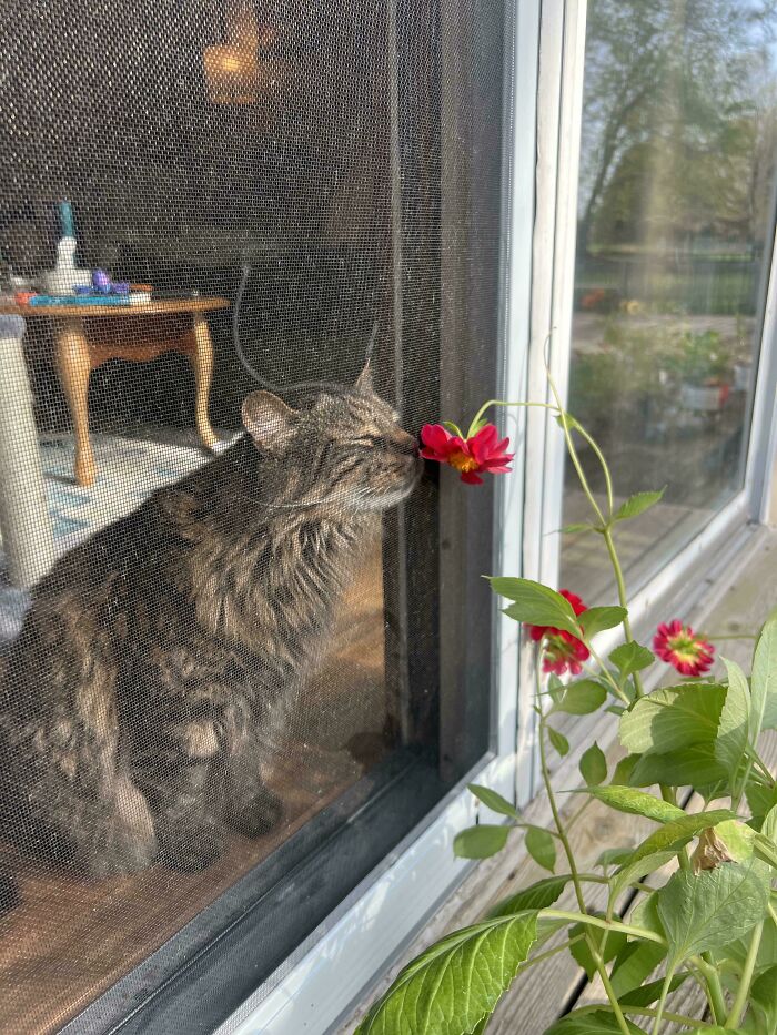 Tabby cat inside a house smelling a red flower through a window screen in a sunlit room, showcasing adorable animal moments.