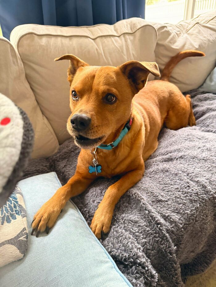 Adorable brown dog with a blue collar relaxing on a couch covered with soft blankets in a cozy living room.