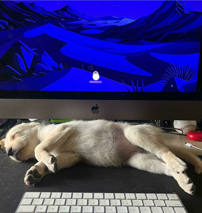 Sleeping adorable puppy lying in front of a computer screen showing a peaceful blue mountain landscape.