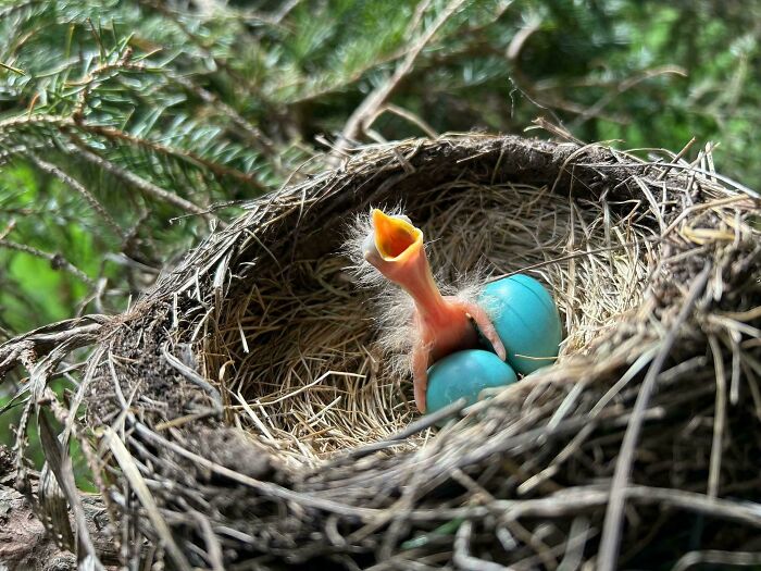 Newly hatched baby bird in nest with blue eggs, an adorable picture of animals that is bound to lift your spirits.
