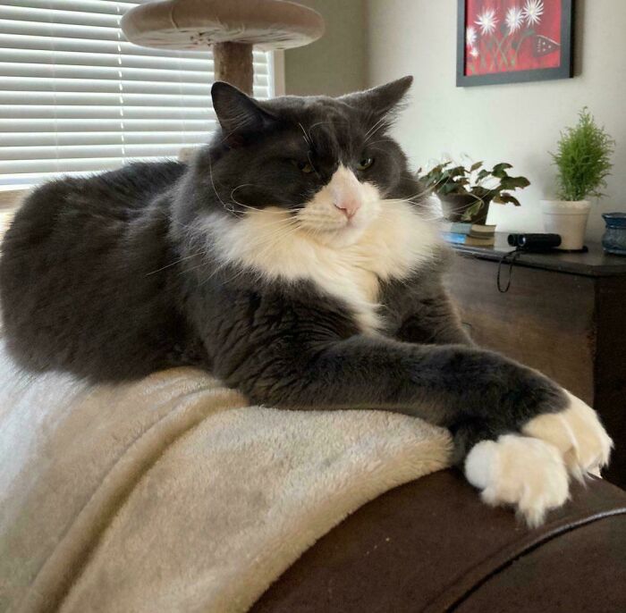 Gray and white fluffy cat with large paws resting on a blanket indoors, an adorable picture of animals to lift your spirits.