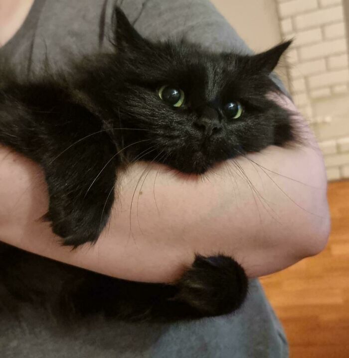 Black fluffy cat with bright eyes being held gently, one of the adorable pictures of animals to lift your spirits.