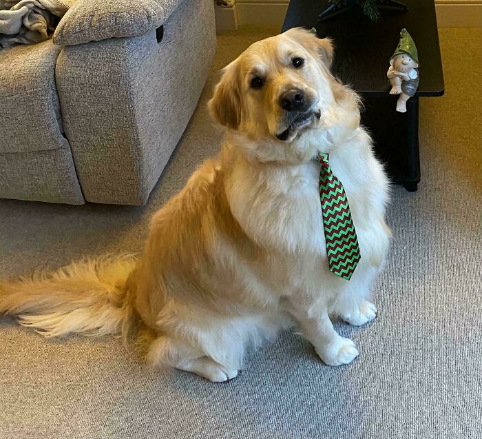 Golden retriever dog with a festive green and red tie sitting indoors on a carpeted floor, showcasing adorable animals.