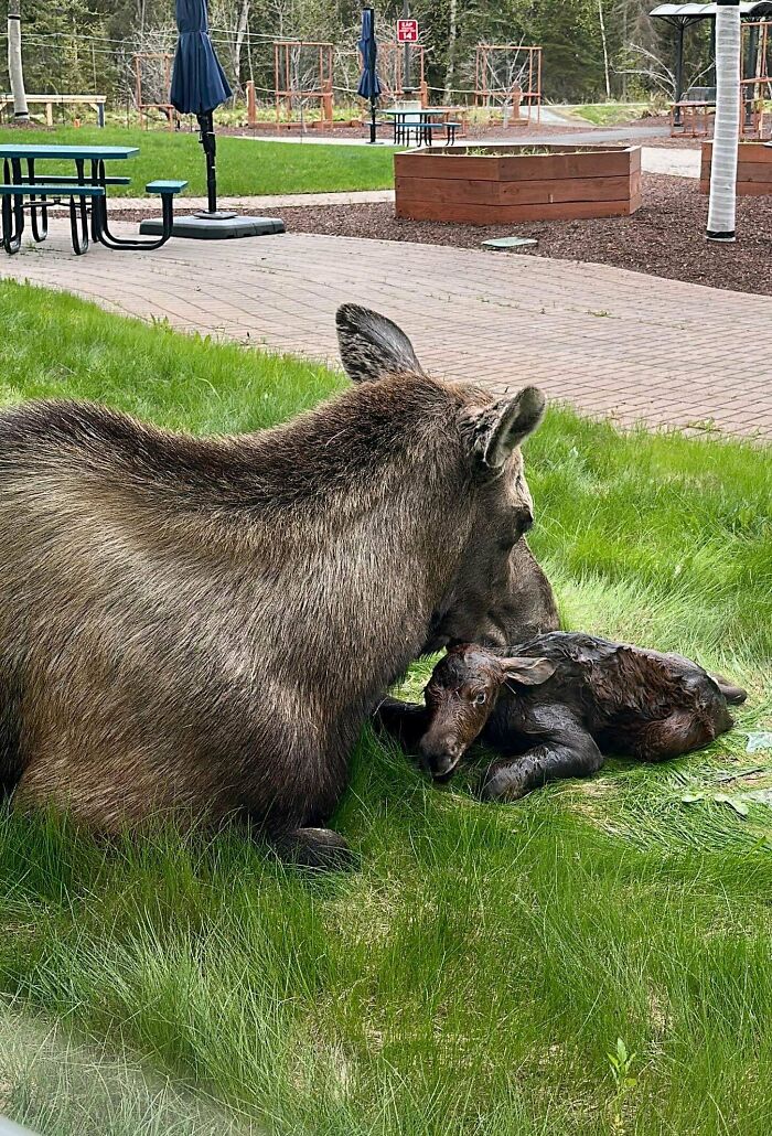 Moose mother gently caring for her newborn calf on green grass, a heartwarming animal picture sure to lift spirits.