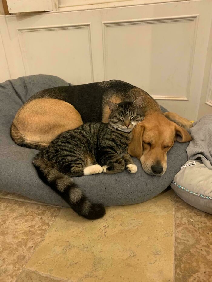 A dog and cat cuddling together peacefully on a pet bed, showcasing adorable pictures of animals that lift spirits.