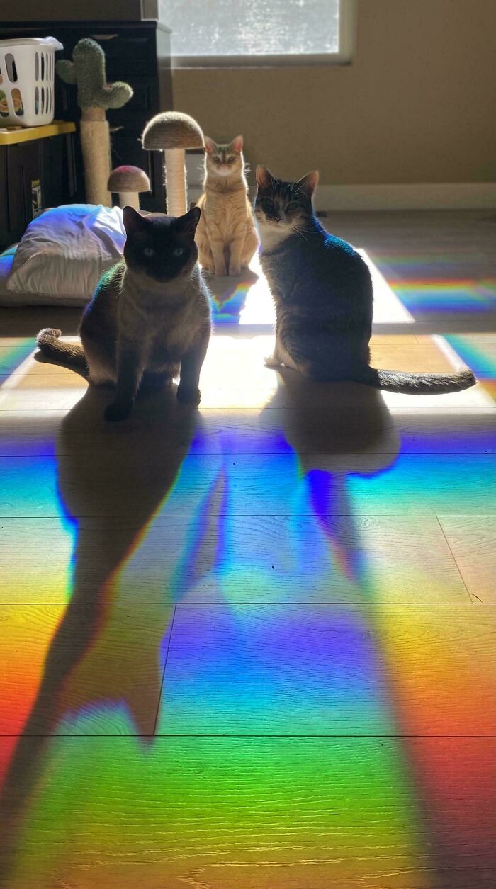 Three adorable cats sitting in sunlight casting colorful rainbow shadows on wooden floor indoors.