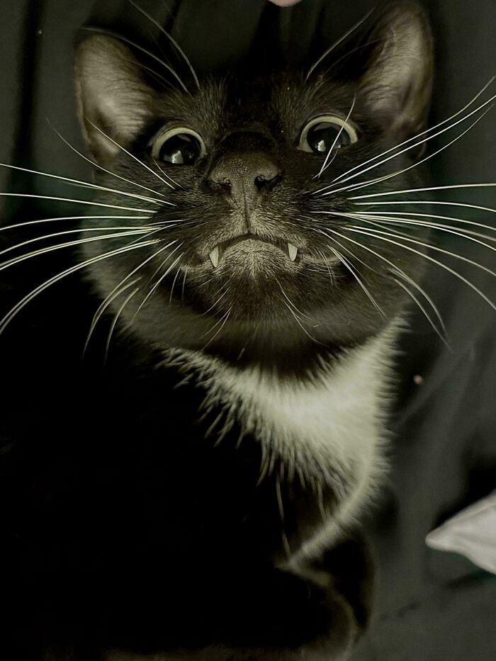 Close-up of an adorable black and white cat with bright eyes and prominent whiskers, capturing a cute animal moment.