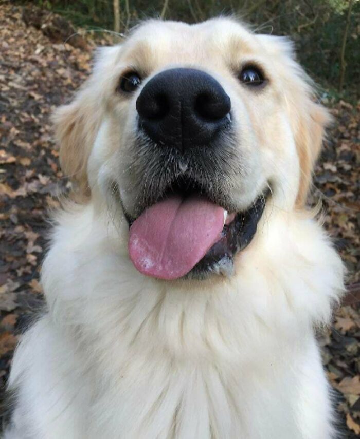 Close-up of an adorable golden retriever dog with tongue out surrounded by autumn leaves in a natural outdoor setting.