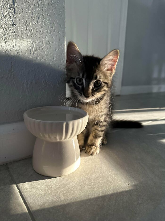 Adorable kitten sitting next to a white water bowl on the floor with sunlight casting shadows nearby