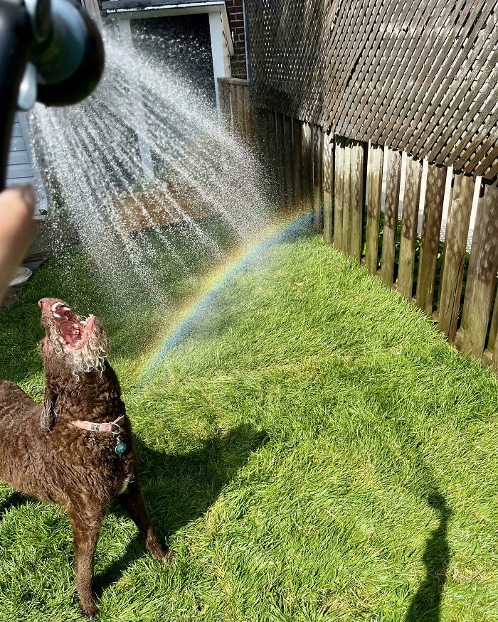 Happy dog playing in water spray with visible rainbow on green grass in backyard adorable animal picture