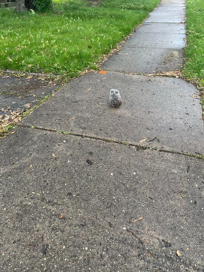 Small adorable owl standing on a sidewalk surrounded by green grass in a residential area.