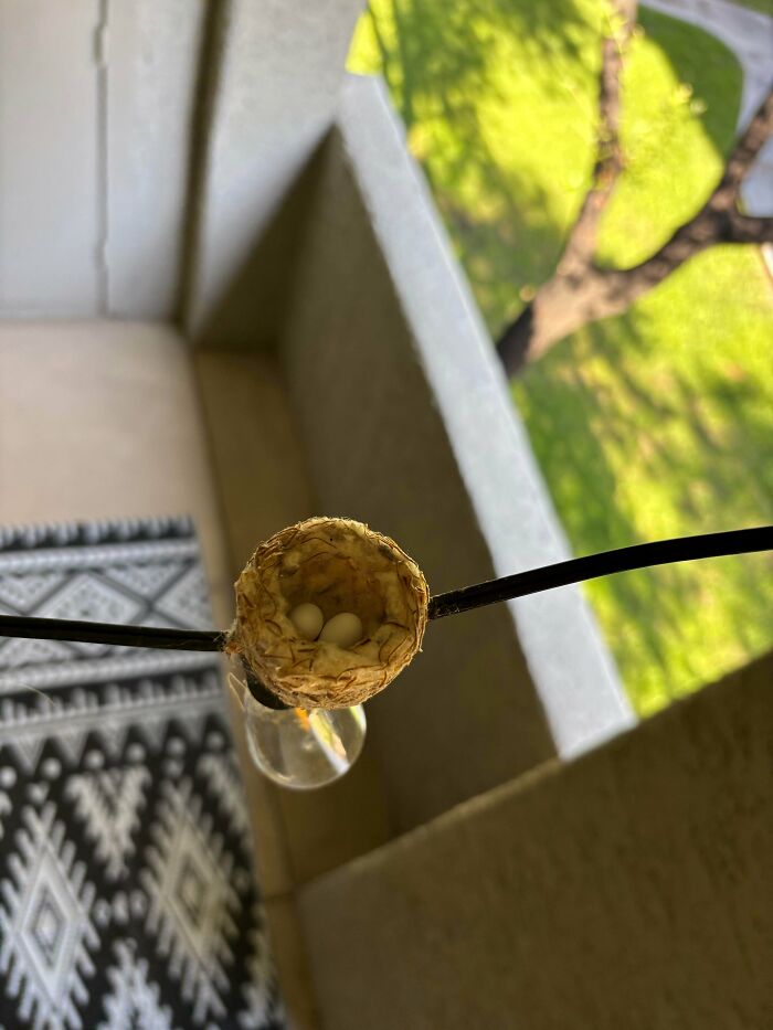 Small adorable bird nest with eggs hanging outdoors, capturing cute animals that lift your spirits.